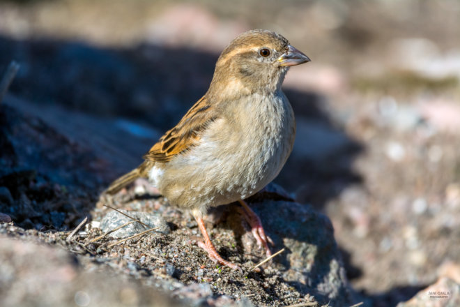 Small Sparrow female
