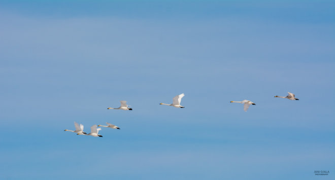 Swans coming back to Finland