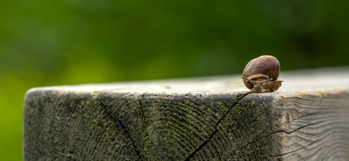 Snail on a wood