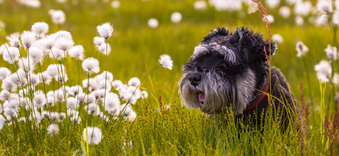 Dog in a flowerfield