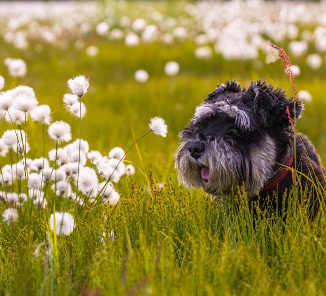 Dog in a flowerfield