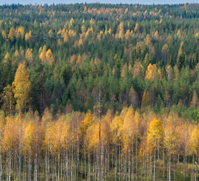 Autumn colors in the forest