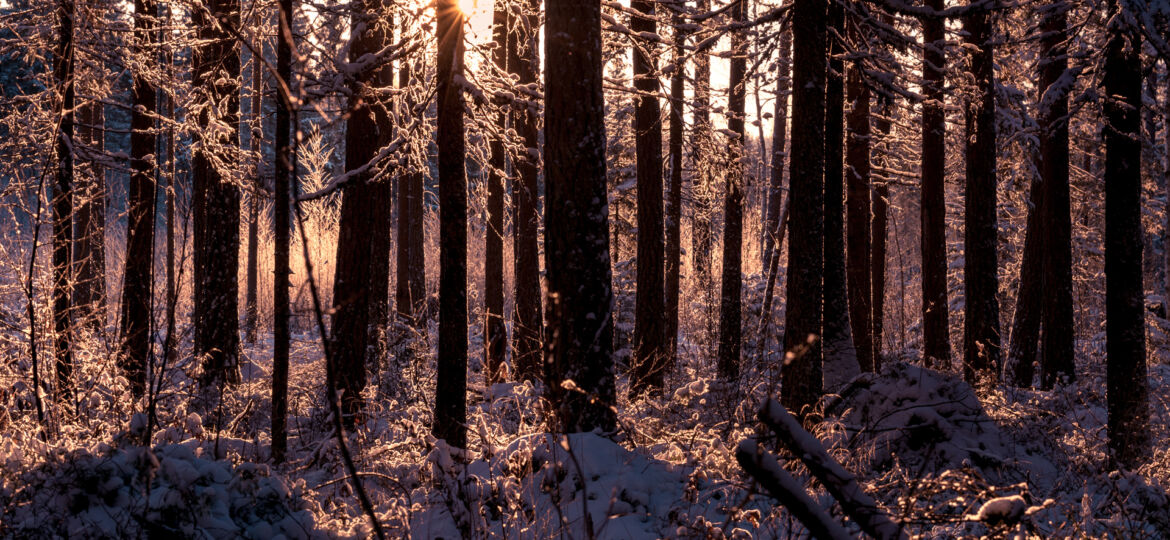 winter-forest