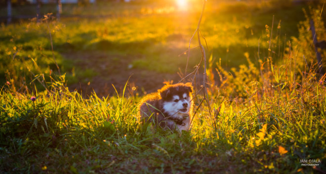 My dog in the evening light