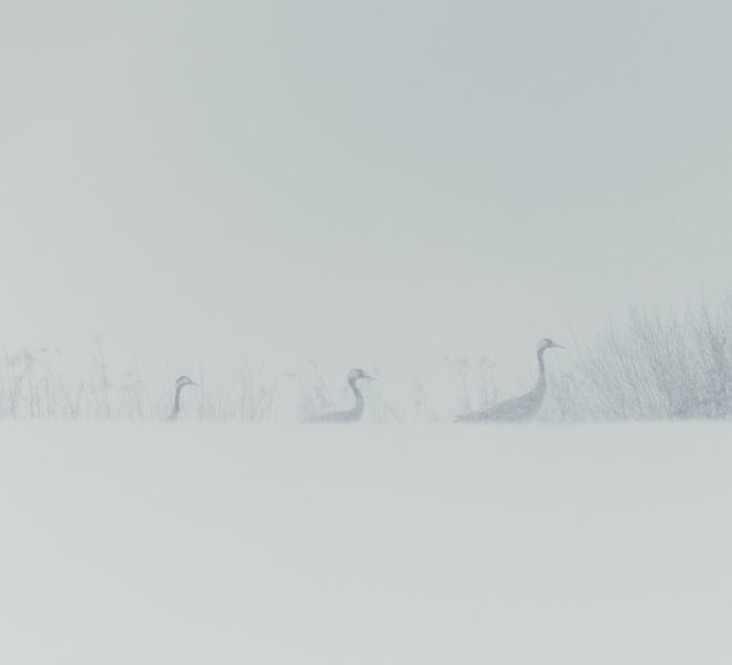 Birds at snow storm